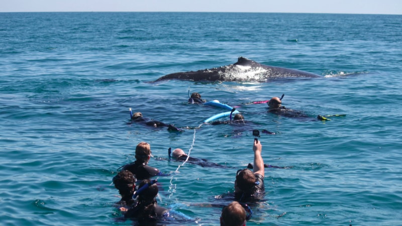 Come and experience an up-close, personal whale encounter with strictly limited numbers (max 12). Includes whale swim encounter when possible.
